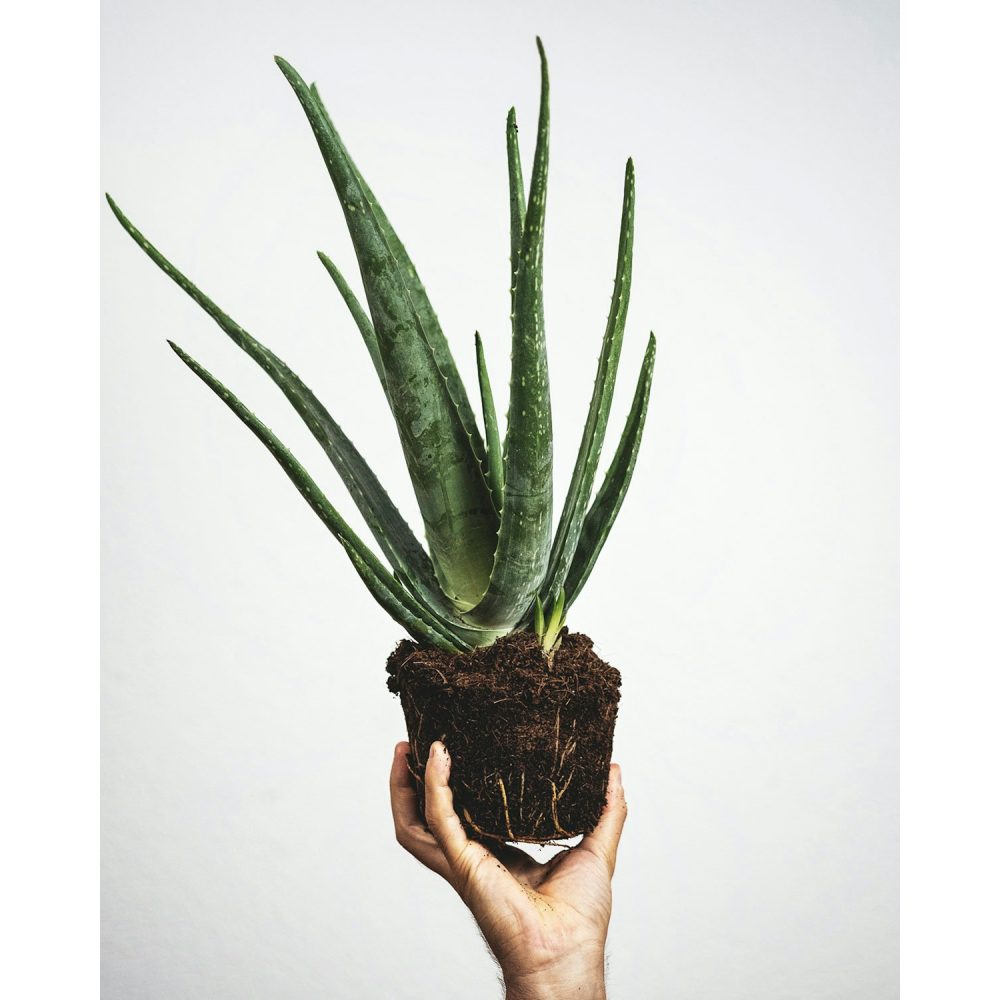 Artificial bird of paradise plant